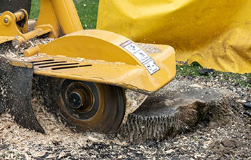 Stump Grinding Company Hiring: 5 Essential Tips to Know Before You Choose