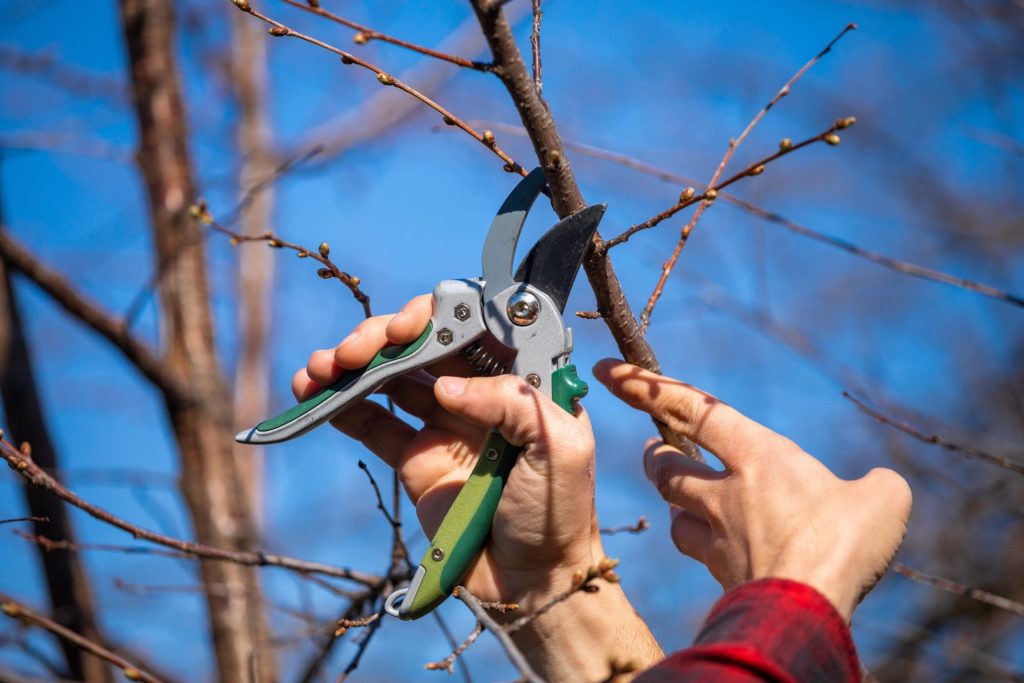 tree pruning