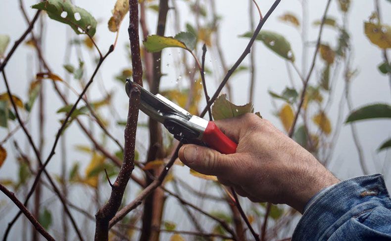 tree pruning