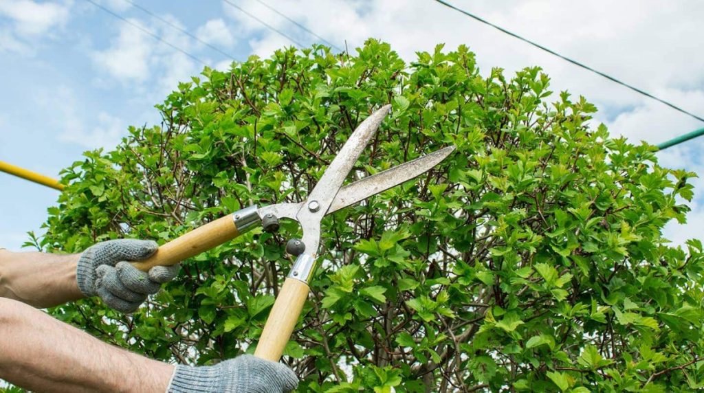 Ames Excavating and Landscaping team professionally pruning a tree, with excavating equipment in the background, highlighting their comprehensive approach to landscaping and land management.