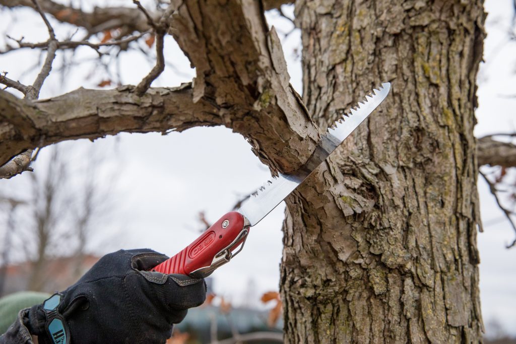 holistic tree care