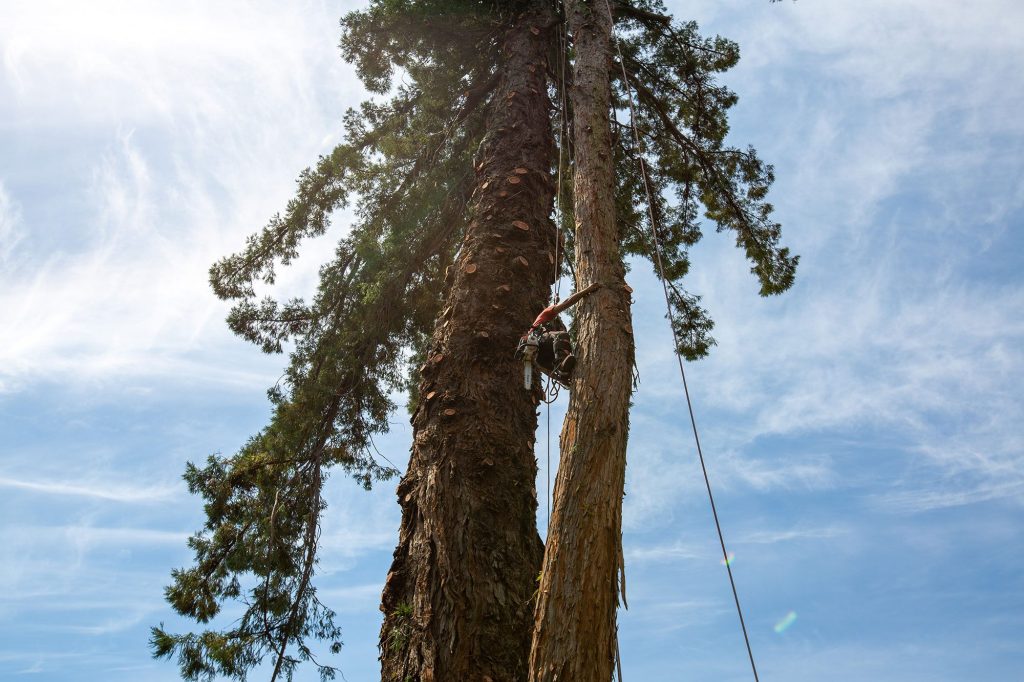 tree clearing