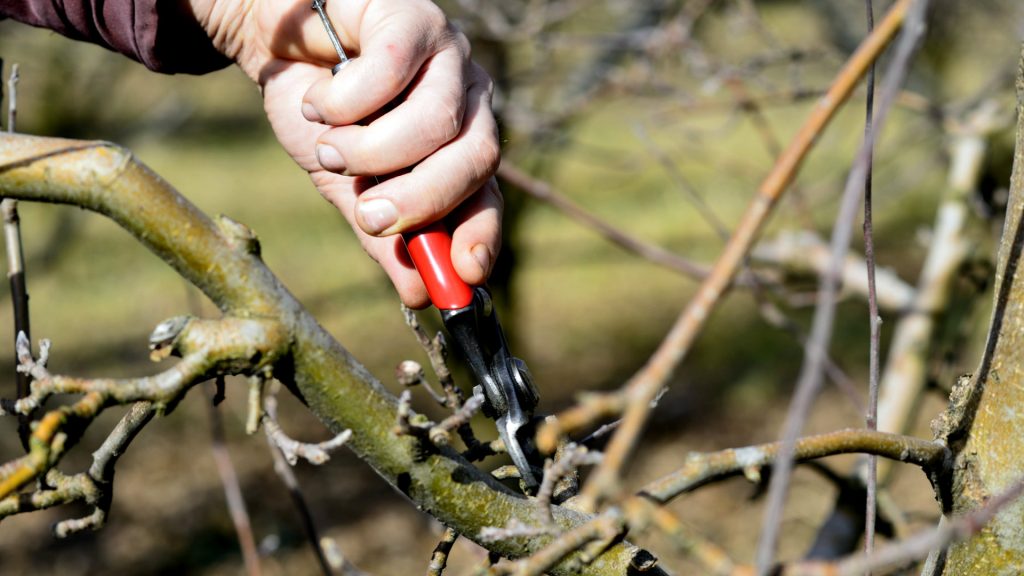 great tree pruning